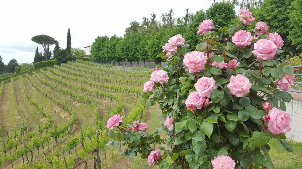 Residence Il Vigneto Lari Dış mekan fotoğraf